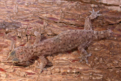Hemidactylus isolepis