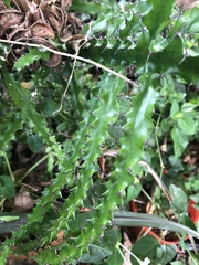 Euphorbia wakefieldii