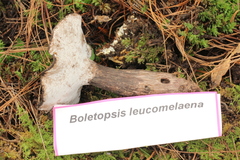 Boletopsis