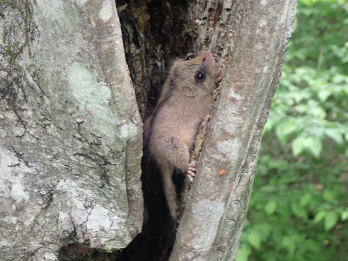 Japanese Dormouse