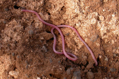 Hook-Snouted Worm Snake photo 4