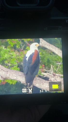 African Fish-Eagle