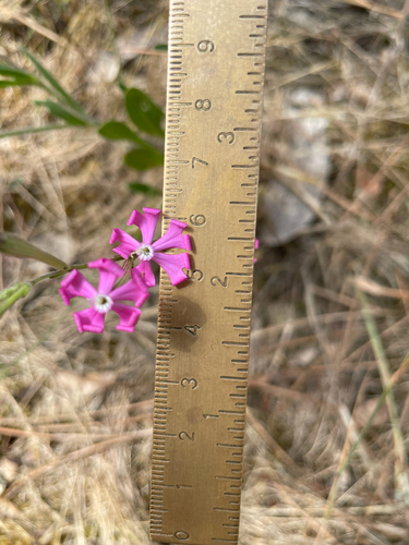 Silene scabriflora, photograph 6