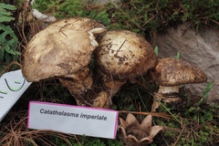 Catathelasma imperiale