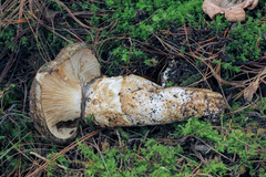 Catathelasma imperiale