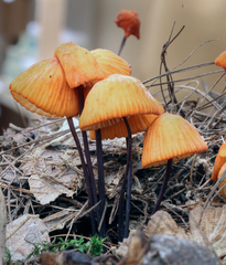 Marasmius spegazzinii