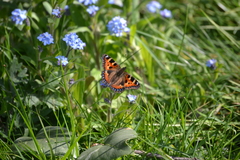 Aglais urticae