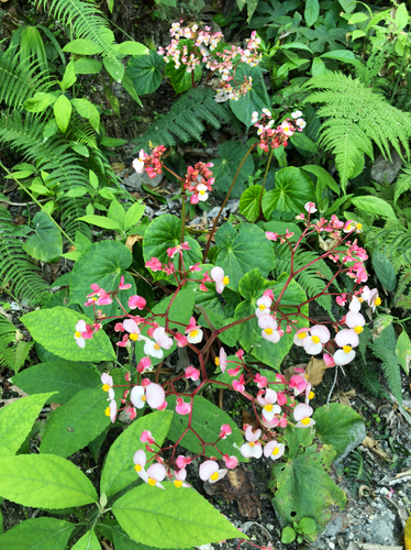 Begonia obliqua, photograph 1