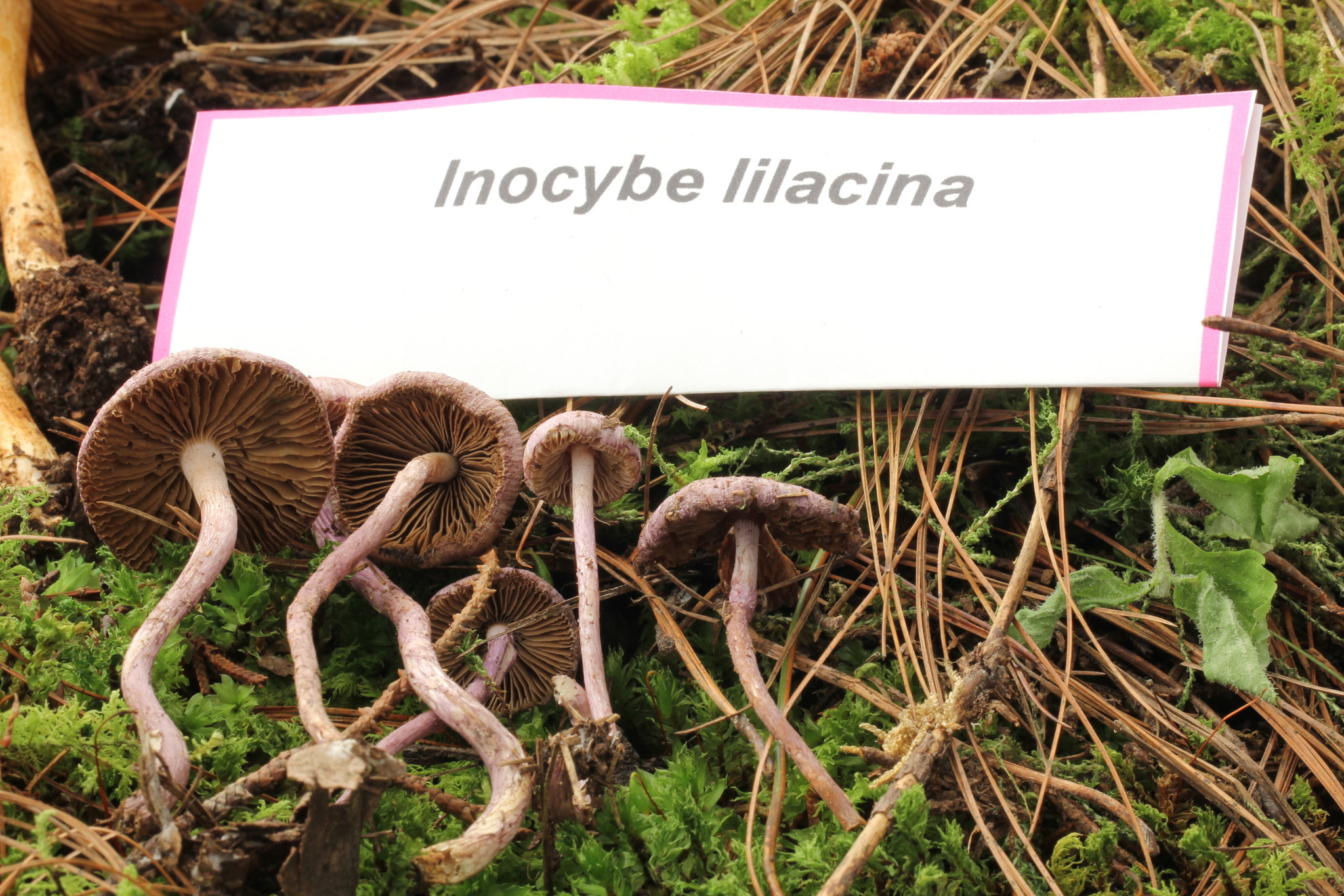Inocybe geophylla image