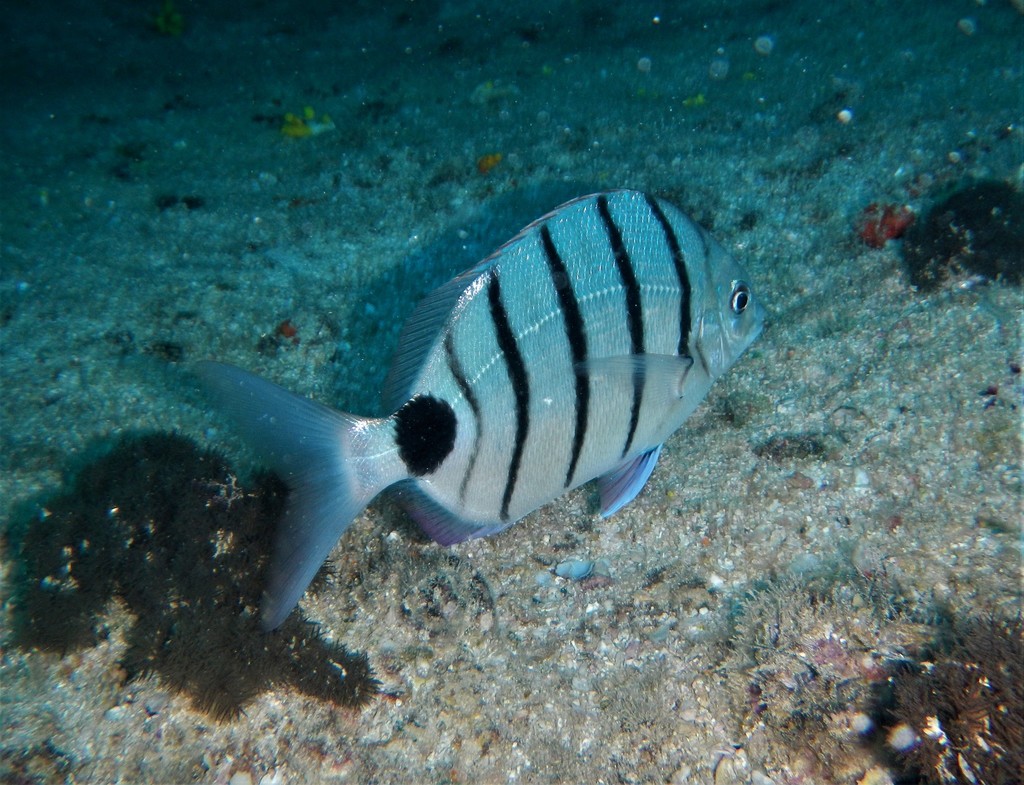 Striped White Bream