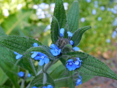 Pentaglottis sempervirens