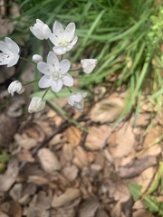 Allium neapolitanum