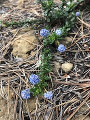 Ceanothus dentatus