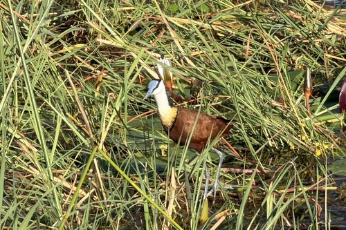 iNaturalist image