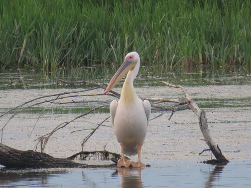 Pelícano común (Pelecanus onocrotalus)