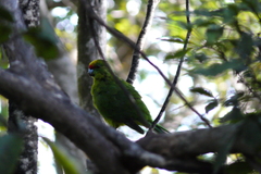 Cyanoramphus auriceps