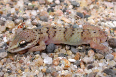 Hemidactylus barbierii