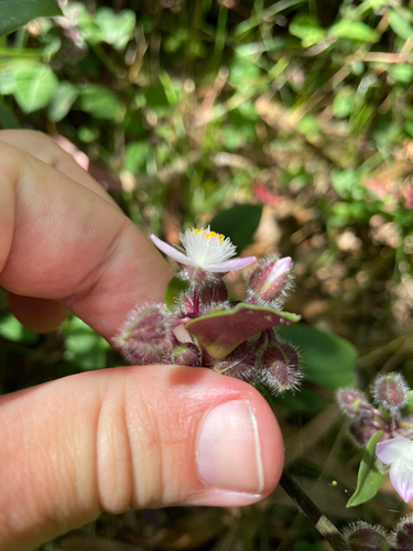 Tradescantia cerinthoides