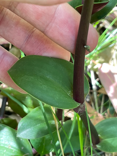 Tradescantia cerinthoides