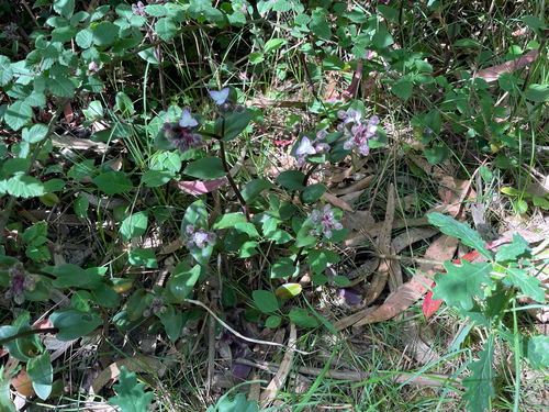 Tradescantia cerinthoides