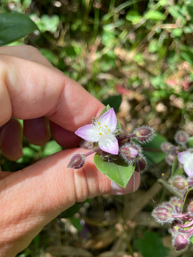 Tradescantia cerinthoides