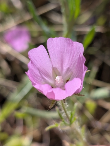 Sidalcea diploscypha, photograph 4