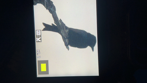 Fork-tailed Drongo