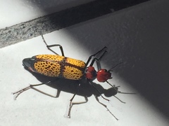 Tegrodera aloga