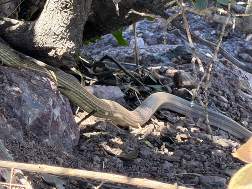 Sonoran Whipsnake