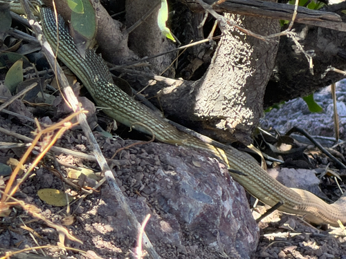 Sonoran Whipsnake