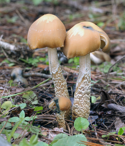 drunken mushroom