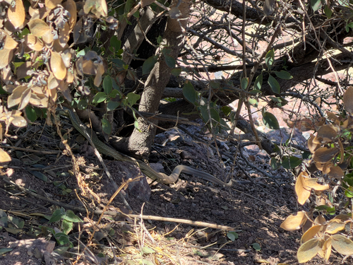 Sonoran Whipsnake