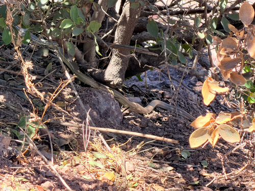 Sonoran Whipsnake