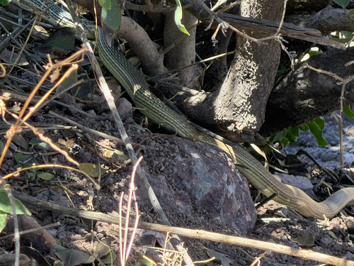 Sonoran Whipsnake