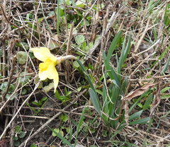 Narcissus × incomparabilis