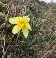Narcissus × incomparabilis