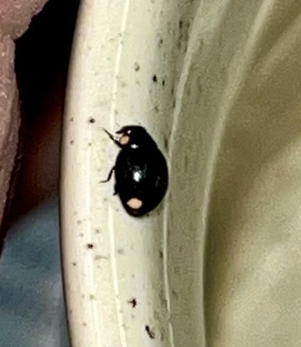Bigeminate Sigil Lady Beetle (Hyperaspis bigeminata), a species recorded in Virginia