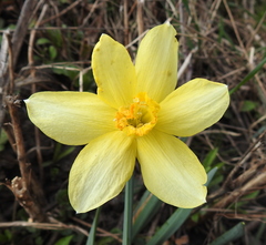 Narcissus × incomparabilis