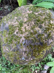 Sematophyllum