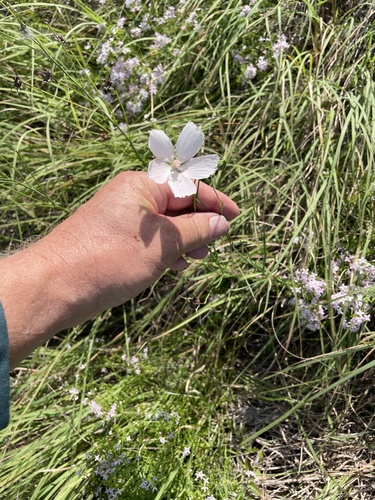 Callirhoe pedata, photograph 5