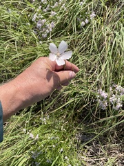 Callirhoe pedata, photograph author not stated, no rights reserved