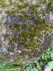 Sematophyllum