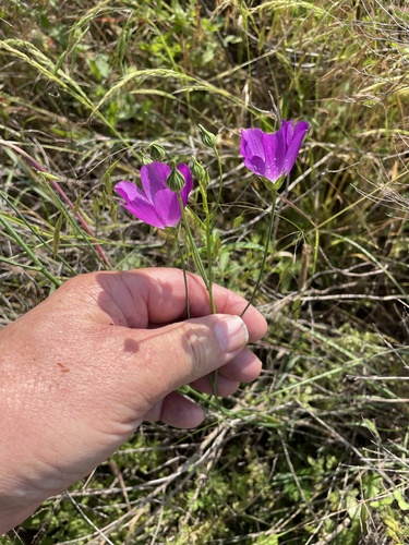 Callirhoe pedata, photograph 2
