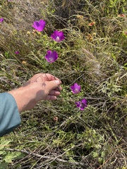 Callirhoe pedata, photograph author not stated, no rights reserved