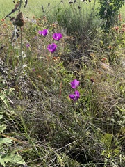 Callirhoe pedata