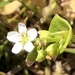 Claytonia parviflora - Photo (c) Angelique,  זכויות יוצרים חלקיות (CC BY-NC), uploaded by Angelique