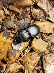 Pasimachus elongatus