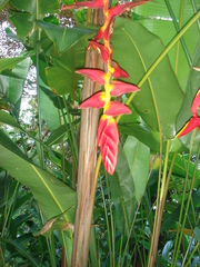 Heliconia pogonantha image