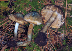 Inocybe corydalina