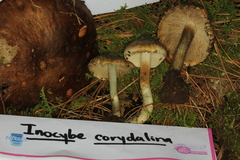 Inocybe corydalina